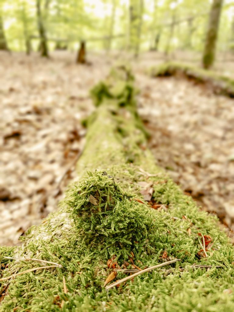 beim Waldbaden die Augen offen halten